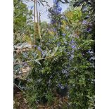 SECONDE VIE Plumbago capensis (Plumbago du Cap, Dentelaire du Cap)