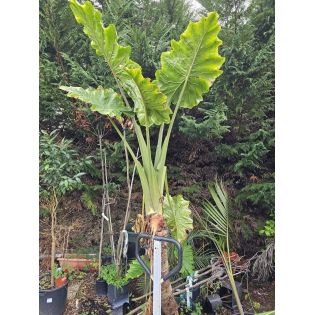 SECONDE VIE Alocasia portodora (Oreille d'éléphant Géant, Taro)