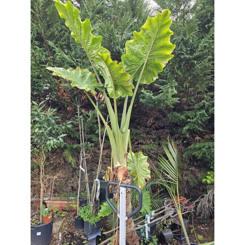 SECONDE VIE Alocasia portodora (Oreille d'éléphant Géant, Taro)