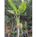 SECONDE VIE Alocasia portodora (Oreille d'éléphant Géant, Taro)