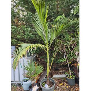 SECONDE VIE Archontophoenix alexandrae (Palmier royal) SPÉCIMEN
