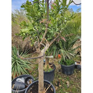 SECONDE VIE Manguier ADULTE : Mangifera indica var. Osteen