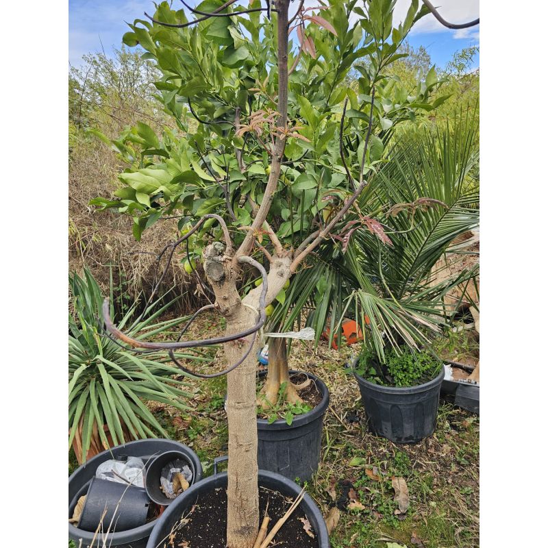 SECONDE VIE Manguier ADULTE : Mangifera indica var. Osteen