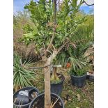 SECONDE VIE Manguier ADULTE : Mangifera indica var. Osteen