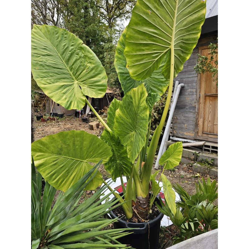 SECONDE VIE Alocasia macrorrhiza (Oreille d'éléphant Géant, Taro)