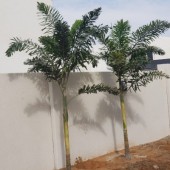Palmiers Spécimens, Grande Taille Et Livraison Adulte À Votre Domicile