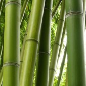 Un large choix de bambous du plus petit au plus grand