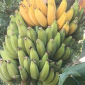 Délicieuses Bananes cultivable jusqu'à -10°C