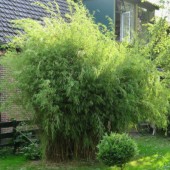 bambous pas cher non invasifs pouvant être plantés partout dans le jardin sans barrière anti-rhizome