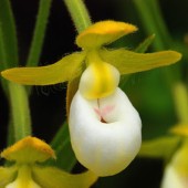 Comprendre les orchidées pour votre jardin avant de regretter