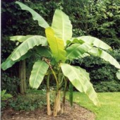 Comment prendre soin des meilleures plantes de bananier