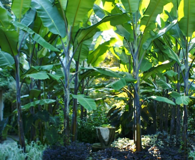 how to grow your banana tree well?
