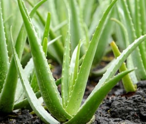 Aloe plante utile