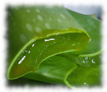 L'aloe vera : une plante aux multiples vertus?