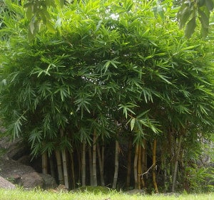 Beau bambou rustique