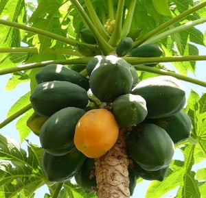 Délicieuses papayes