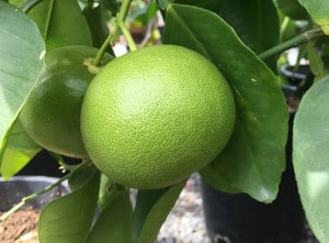 Beaux citrons verts