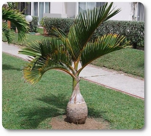 How to choose your palm tree?