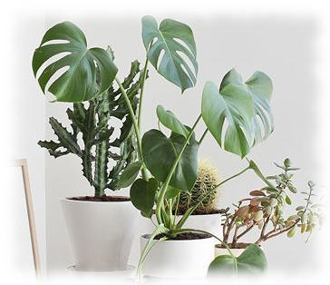 Comment cultiver vos plantes tropicales en intérieur?
