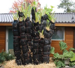How to protect your banana tree in winter?