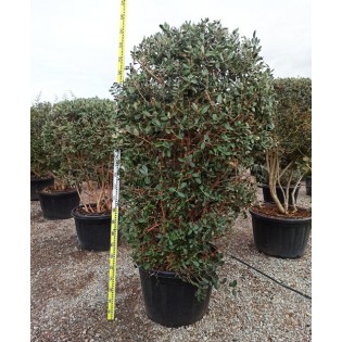 Acca sellowiana (ananas feijoa ou goyave) exemplaire 175/200cm 180L