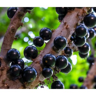 Myrciaria cauliflora (Jaboticaba, Guapuru, Vigne brésilienne)