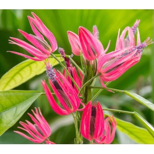 Pavonia multiflora (Candélabre brésilien)