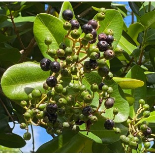 Pimenta racemosa (Bois d'Inde)