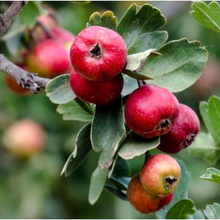 Crataegus azarolus (Acerolier, épine d'Espagne)