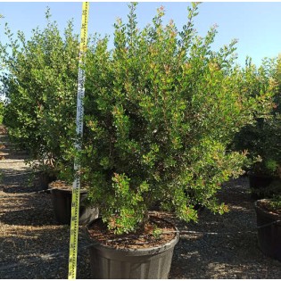 Pistacia lentiscus (Pistache lentisque, Arbre à mastic)
