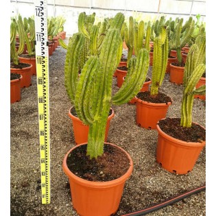 Chula de Polaskia