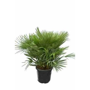 Chamaerops humilis var. volcan
