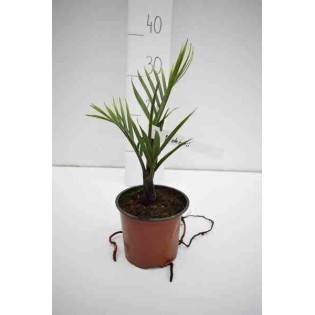 Dypsis decaryi