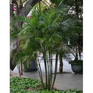 Dypsis lutescens (multiplicateur de Palmier)