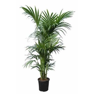 Howea forsteriana