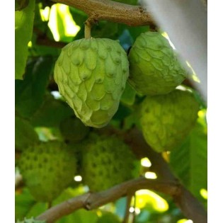 Annona cherimola (Chérimoye)