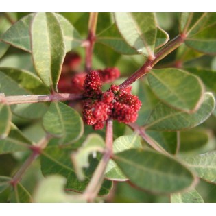 Pistacia lentiscus (Pistachier lentisque, Arbre à mastic)