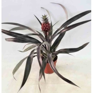 Ananas comosus