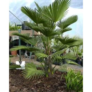 Trachycarpus wagnerianus (Palmier de chusan, Palmier moulin à vent)