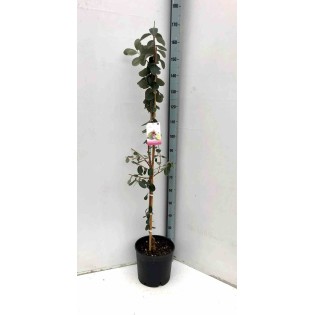Acca sellowiana (syn. Feijoa s.)