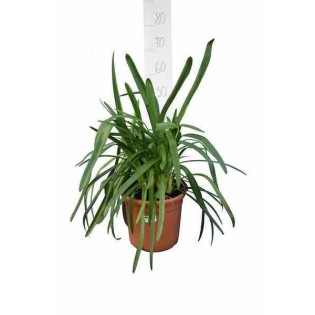 Agapanthe royale beauté (Agapanthe)