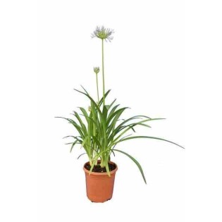 Agapanthe umbellatus (Agapanthe)
