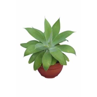 Agave atténuée