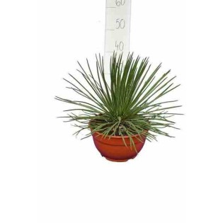 Agave géminiflore