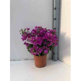 Bougainvillier vera bougainvillier très florifère