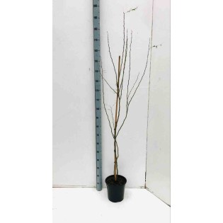 Caesalpinia gilliesii (petit flamboyant)