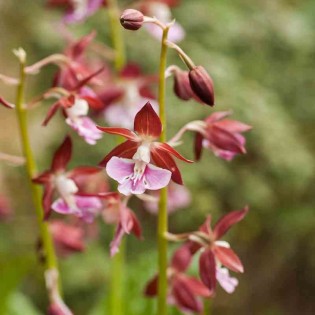 Calanthe Kozu