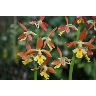 Calanthe Takané