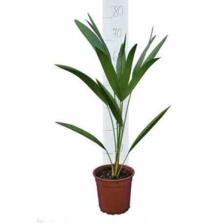 Chamaerops humilis