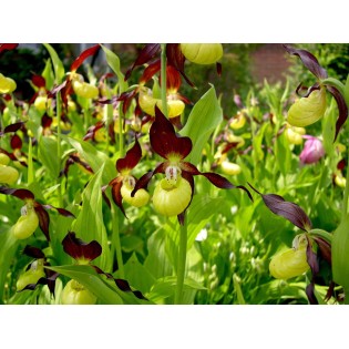 Cypripedium calceolus